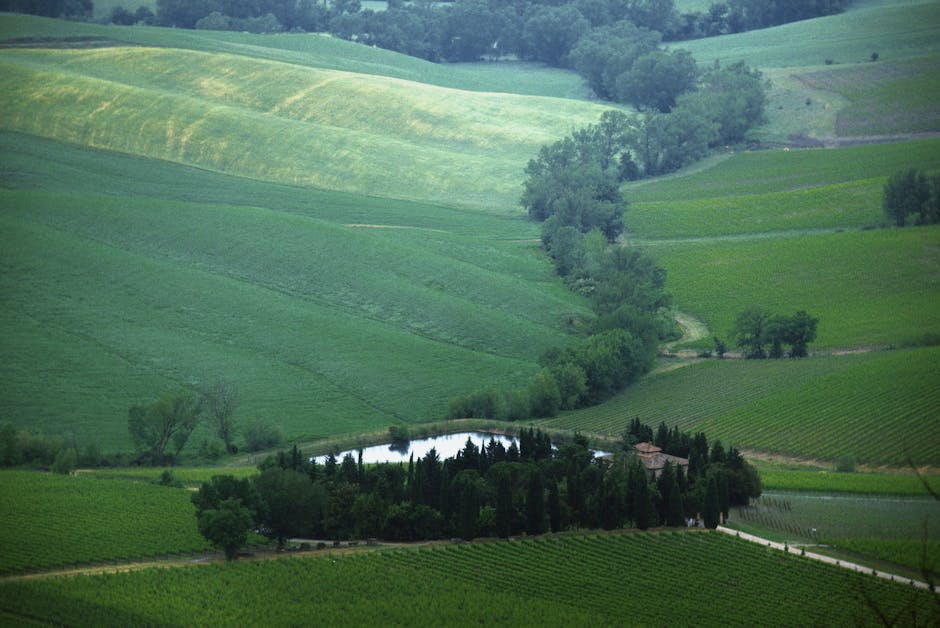 A lush landscape of rolling hills with dense trees and a small pond, ideal for serene nature scenes.